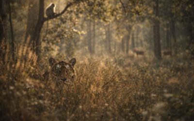 Tiger! Tiger! Tiger!