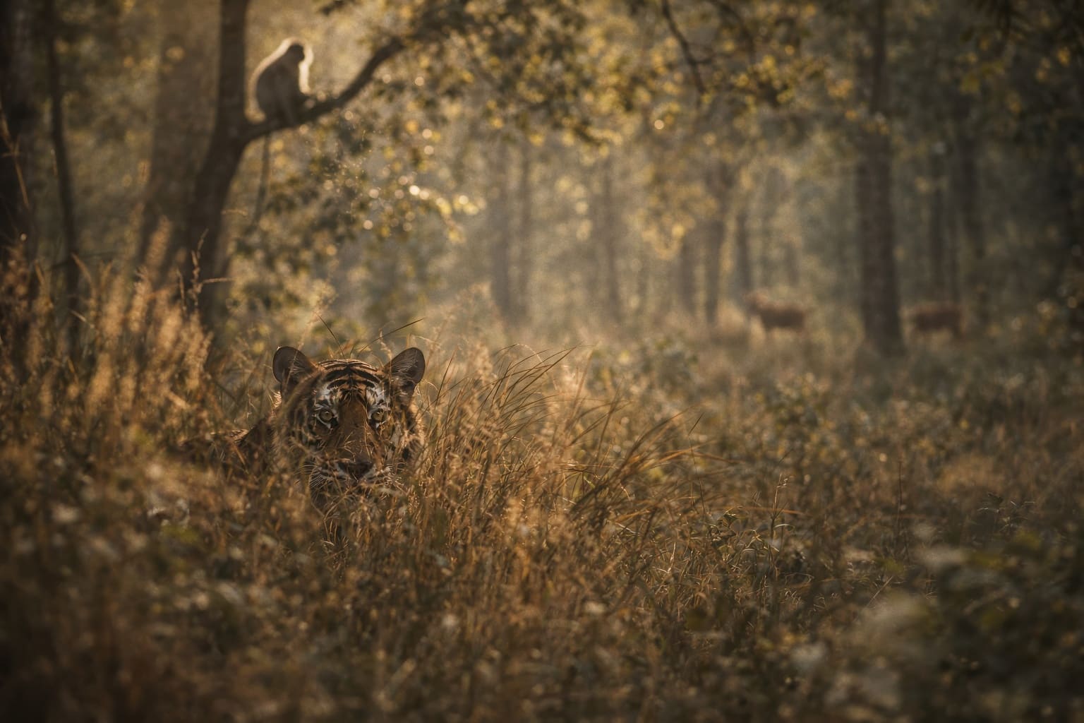 Tiger! Tiger! Tiger!